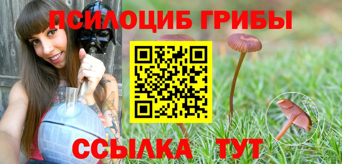 Галлюциногенные грибы Psilocybe Канск